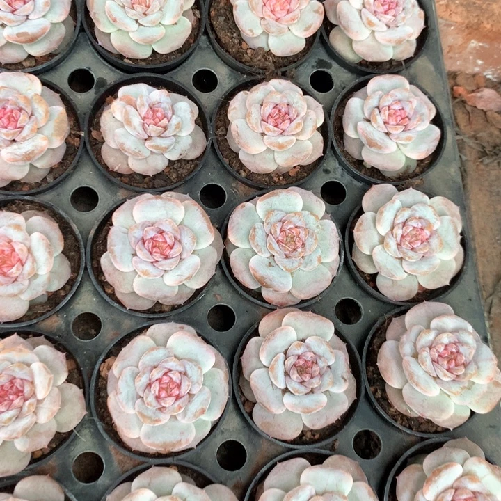 粉芭蕾带盆土两单包邮