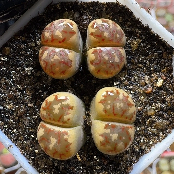 11221生石花。    183