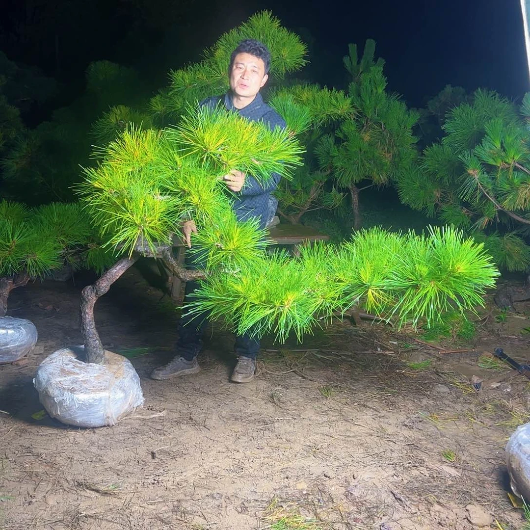 完全开放环岛园林老桩黑松