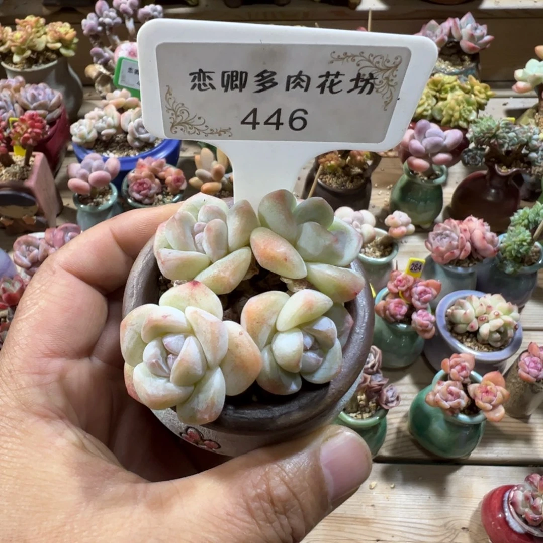 456奶油冰玉老桩4头