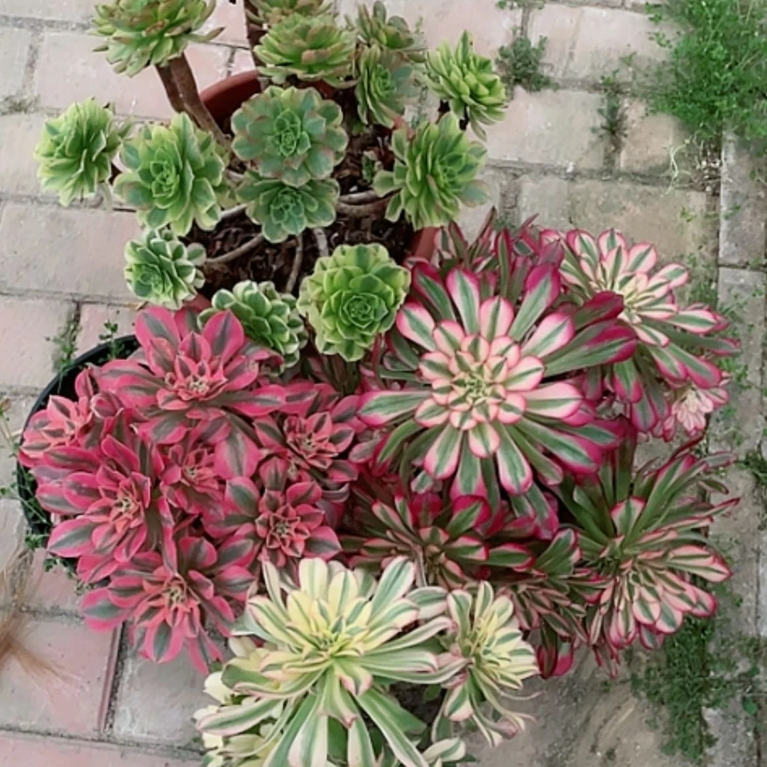 【闪购商品】法师好看也好养