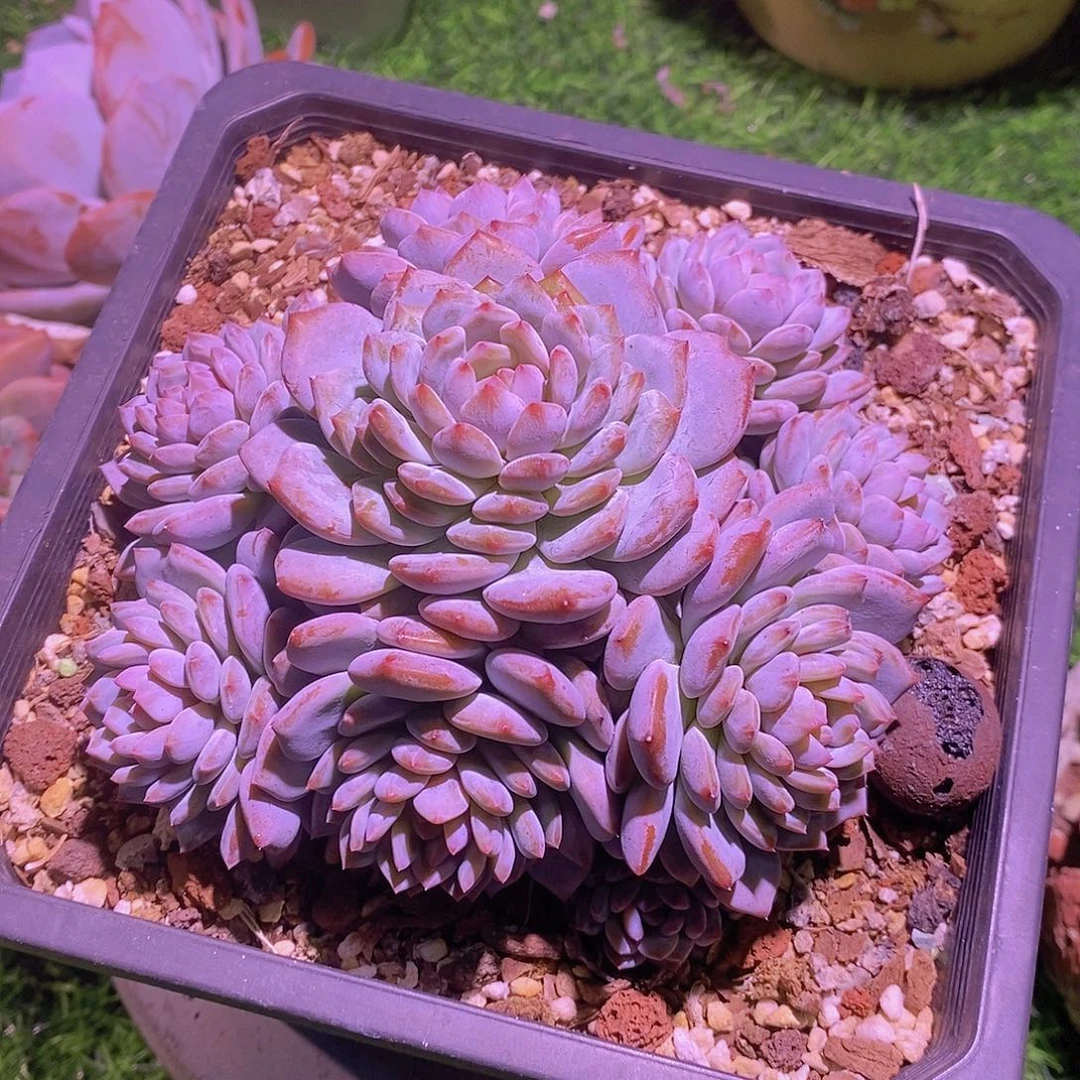 星星橙  捧花