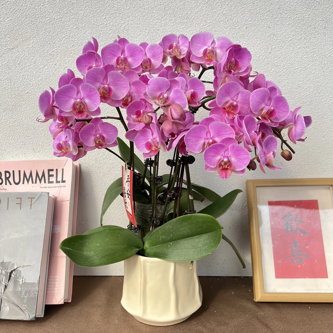 《蜜糖》精选蝴蝶兰 带植株兰花叶片碧绿带花苞兰花容易成活率基地