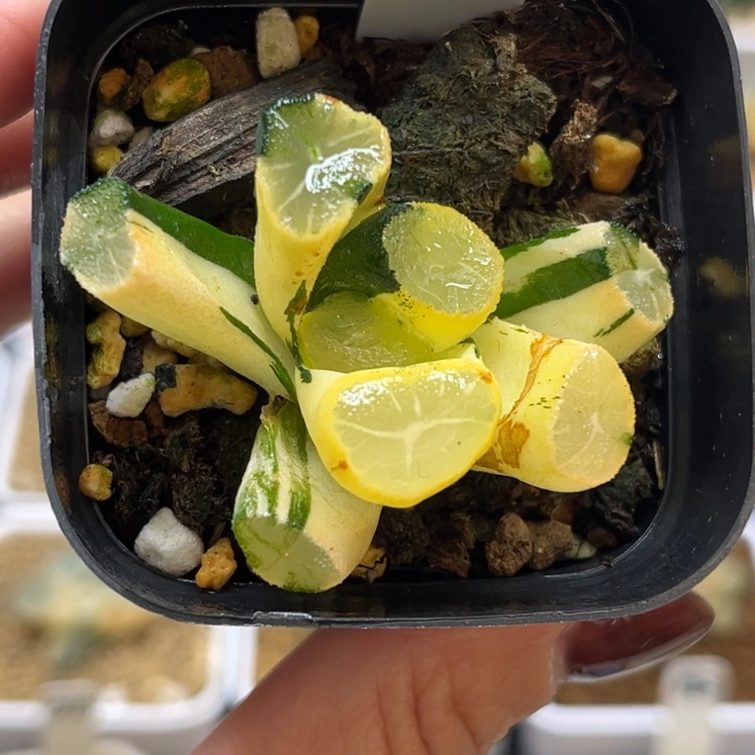 2玉龙万象锦福利专场