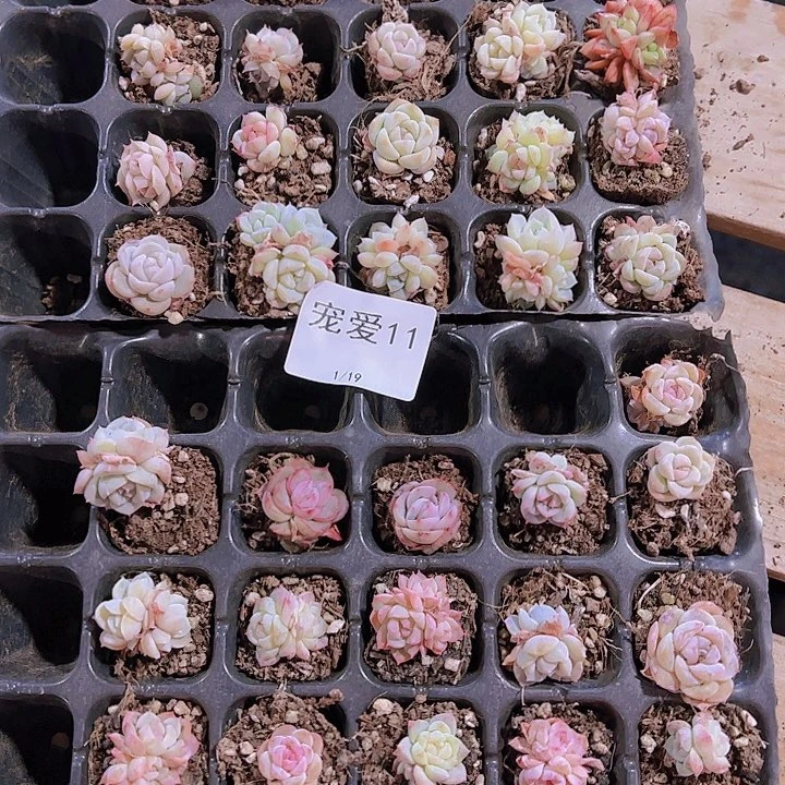 直播福利一物一拍11