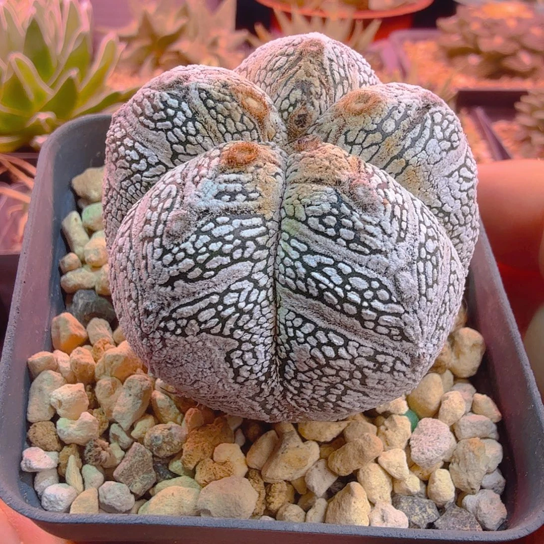 多肉植物超白大ｖ多肉植物