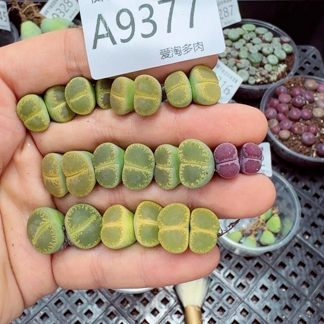 9377––零下地区需拍保温箱