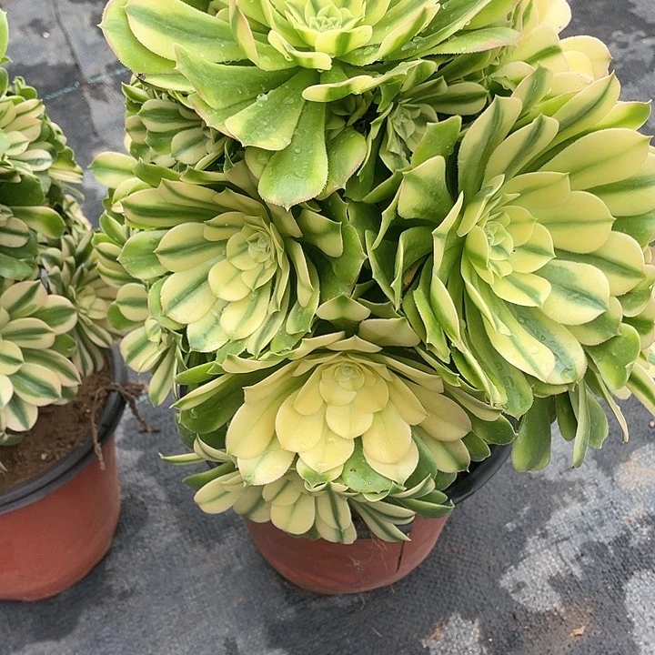 多肉法师多肉法师432