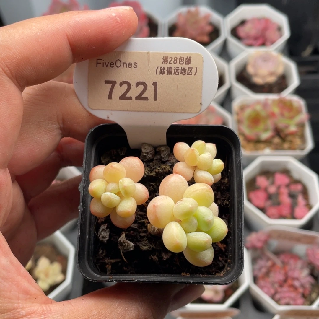 泡泡糖7221-4.5厘米