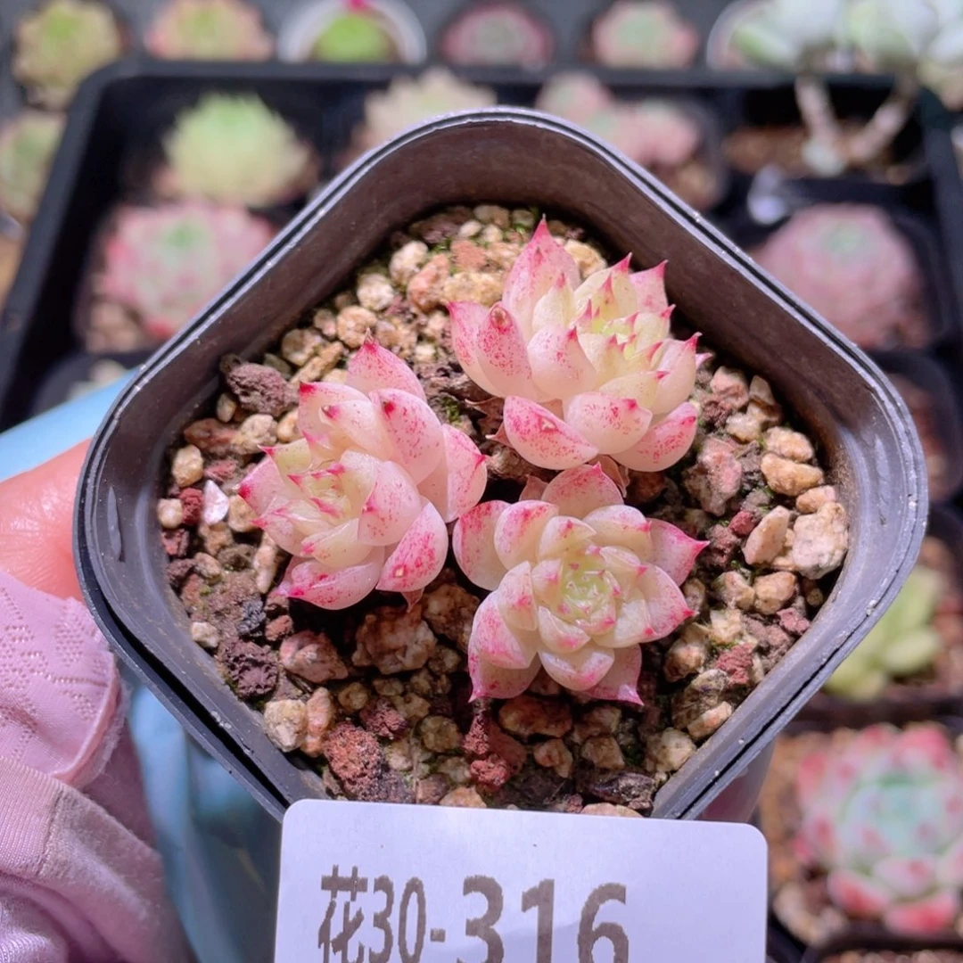 花利美30-316麦秆