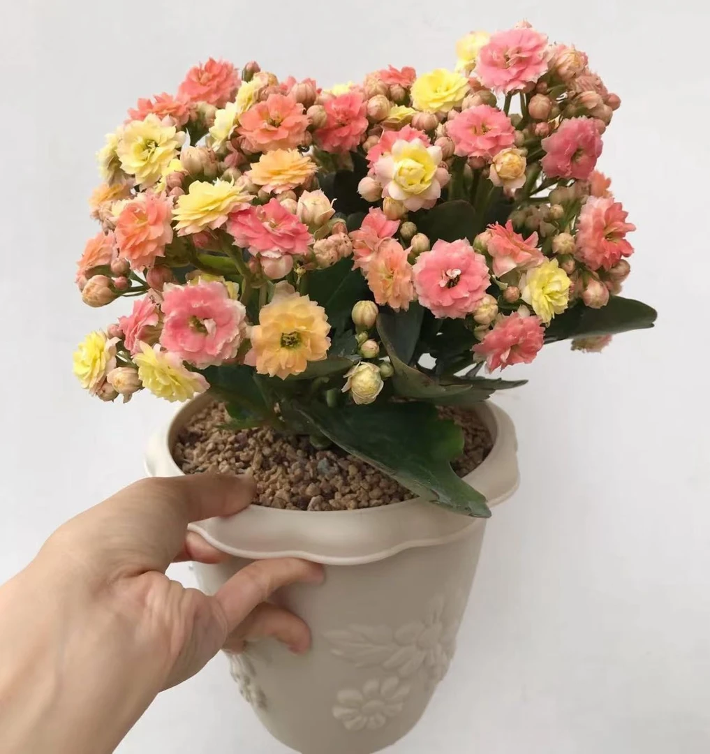七彩毛绒【130盆】~长寿花盆栽单瓣带花苞室内阳台易活懒人花