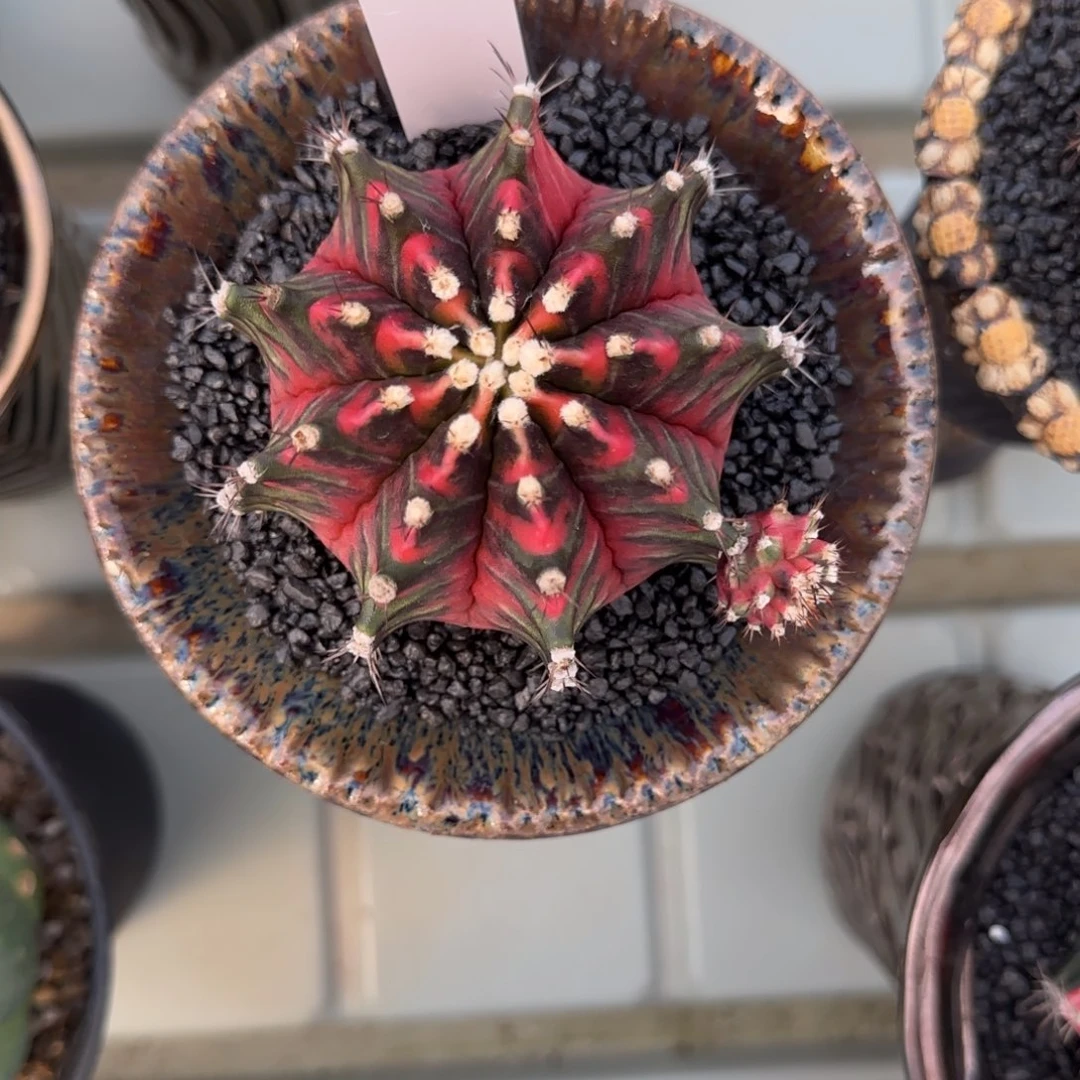 论*143-0211脱土发拉曼恰多肉