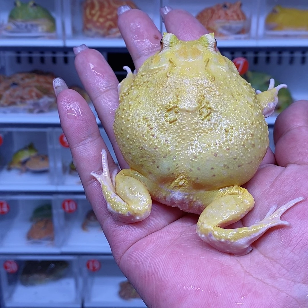 恭喜发财大吉大利