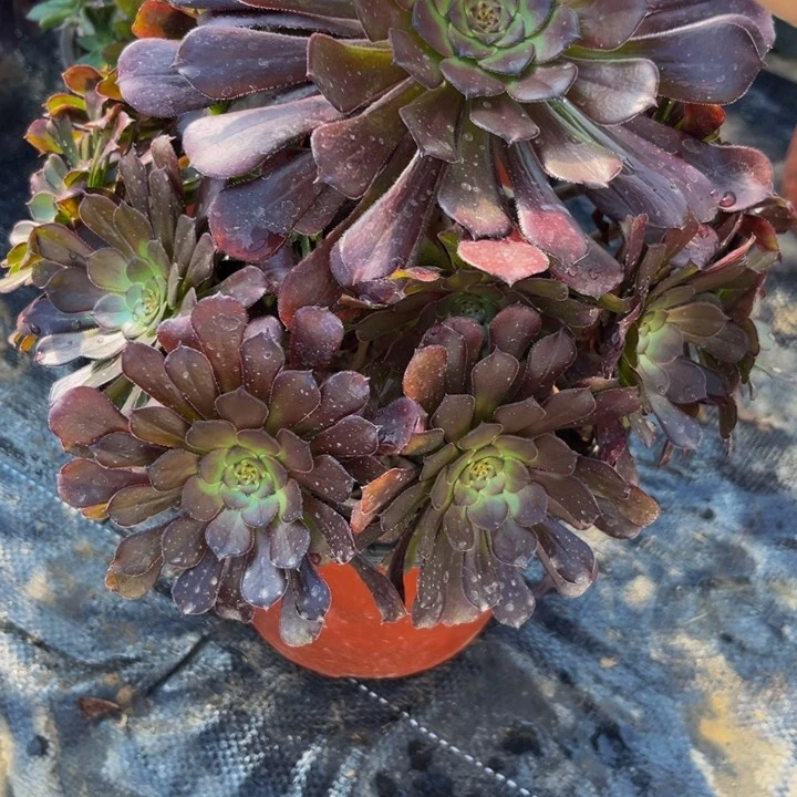74多肉植物一物一拍