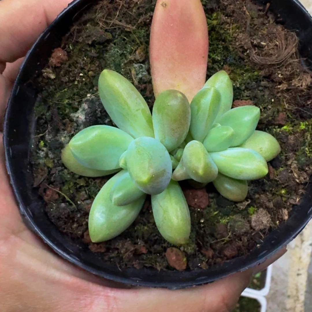 戴蒙德 双头 一物一拍