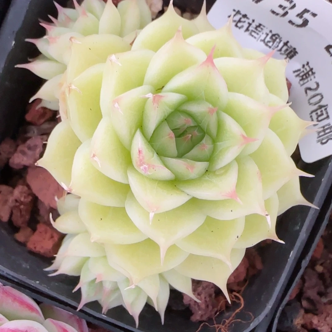 花语逸镜0204-735叶伤