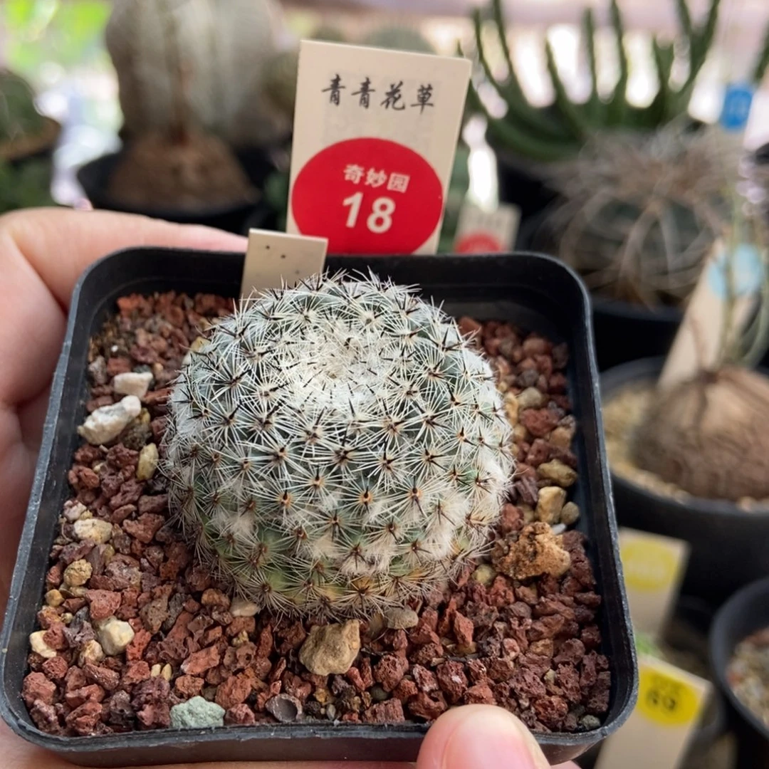 自根雪顶恋山彦4cm