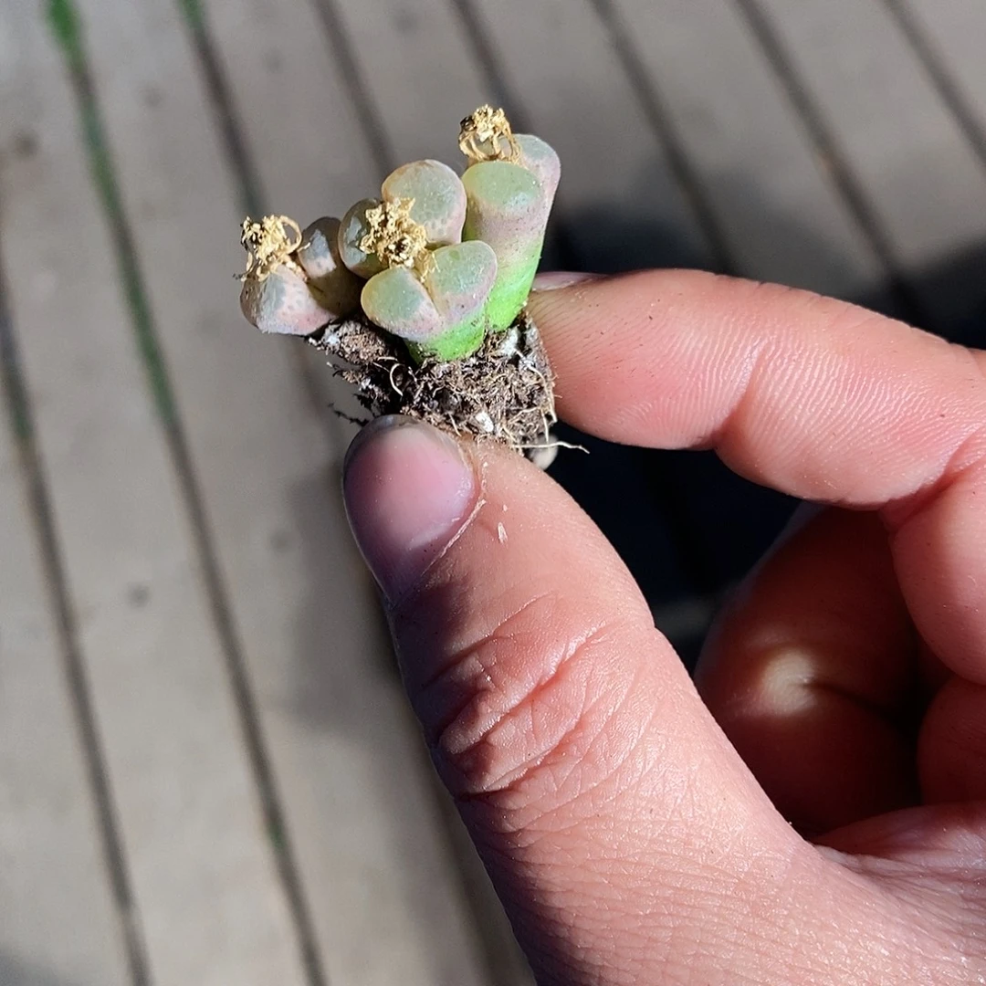 22351。 一颗四头风铃。