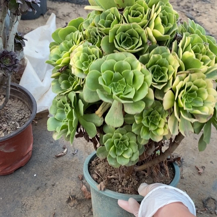 五彩琉璃6多肉植物法师的