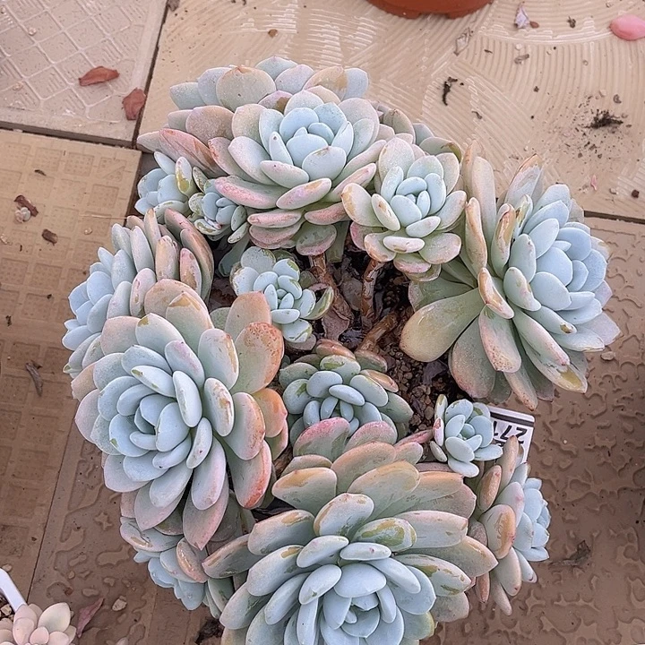 冷香27149多肉植物