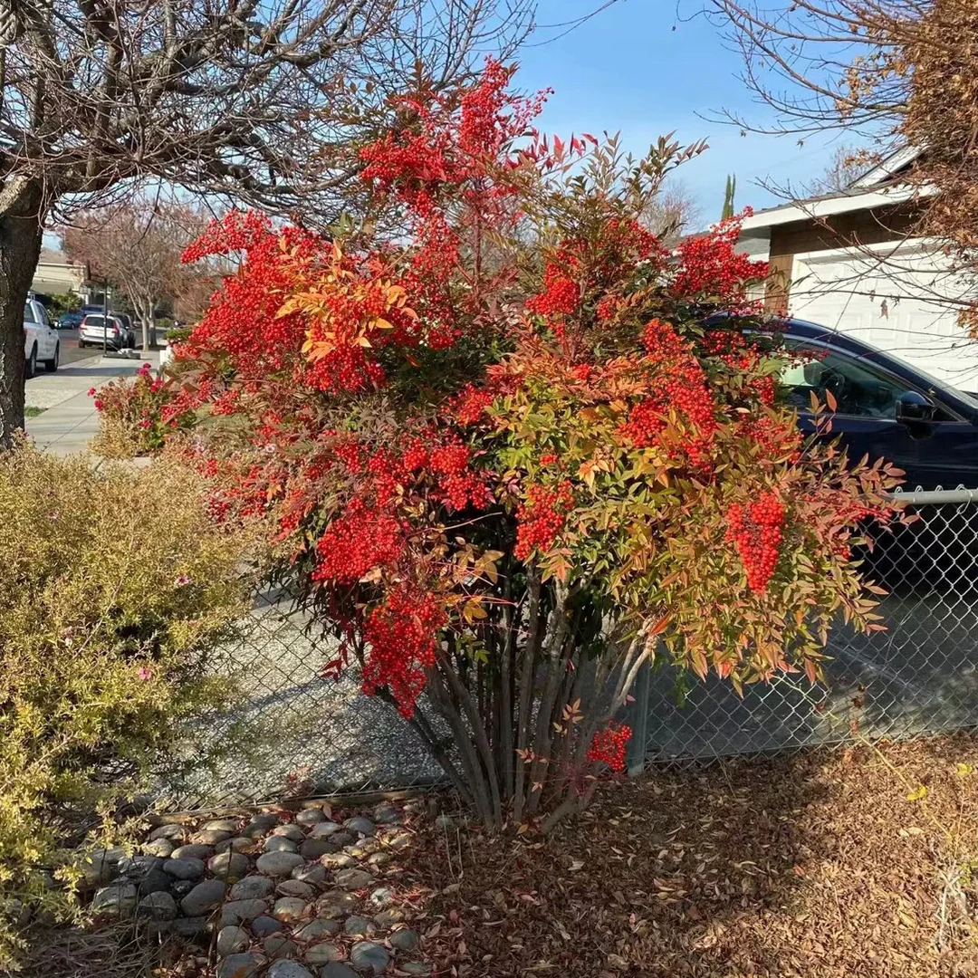 庭院绿化绿植花卉红叶南天竹苗四季常青耐寒耐热盆栽地栽丛生老桩