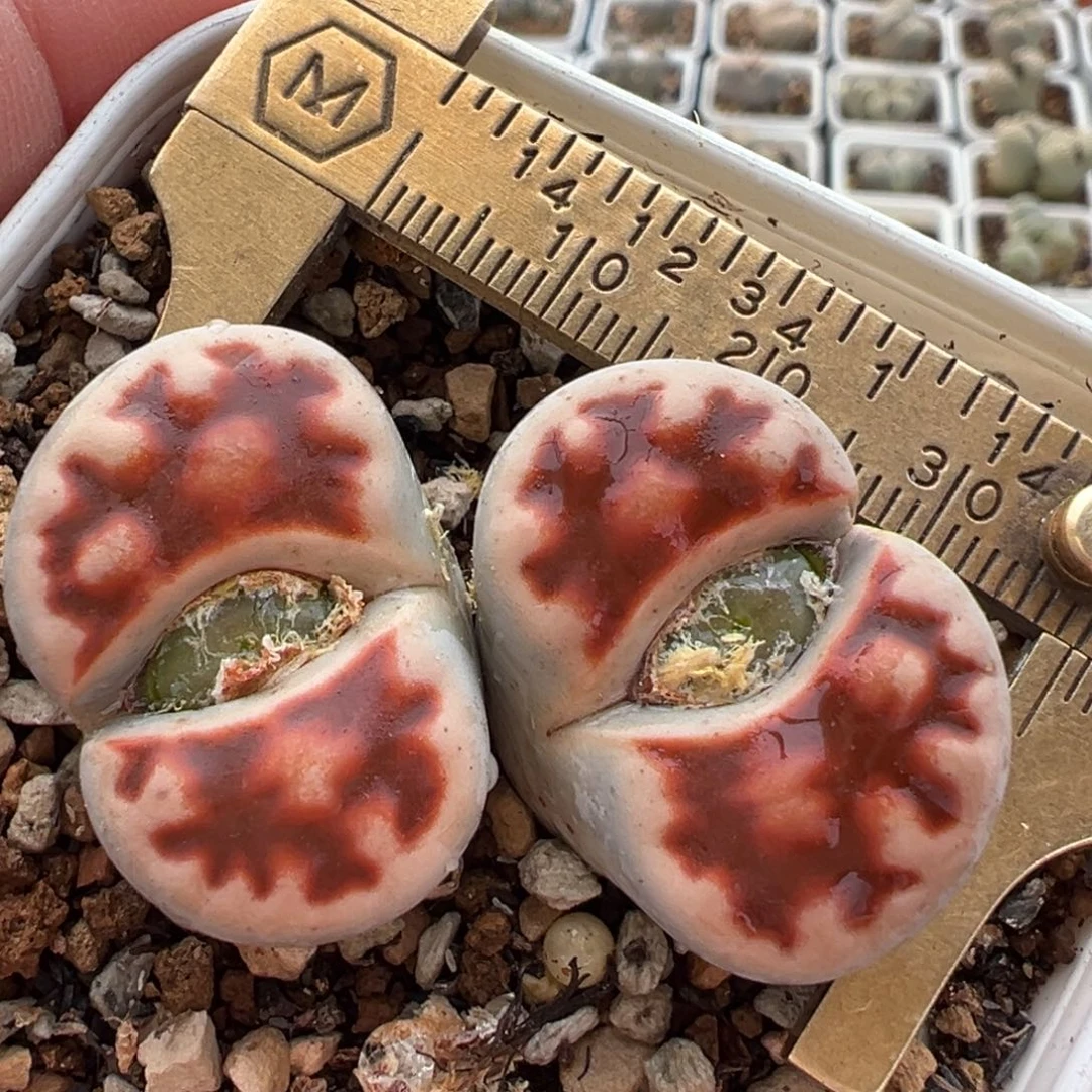 血红朱唇8年多肉百科39