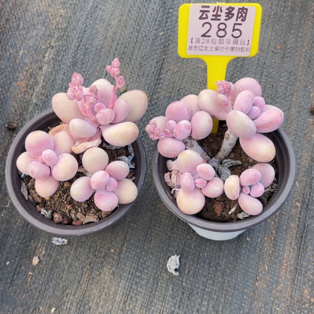 云尘多肉一物一拍285