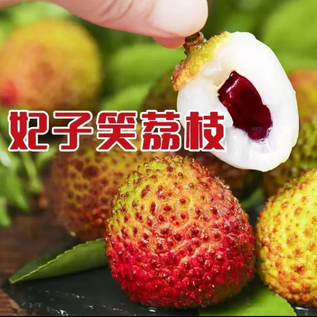 妃子笑荔枝树果树果苗荔枝苗！正品嫁接苗！高产好管理