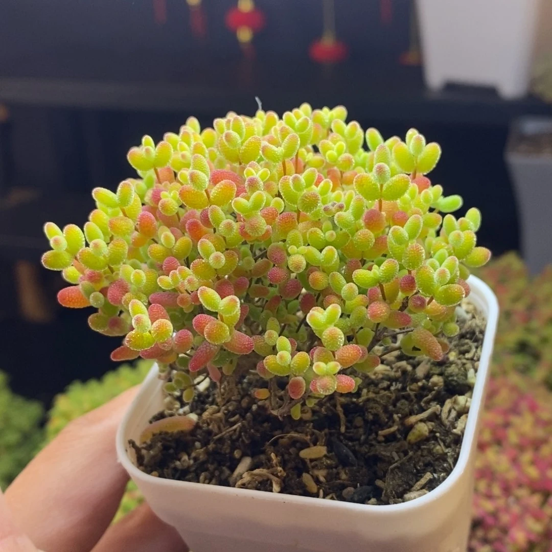 400号蜜橘糖球枝干多肉（直杆）