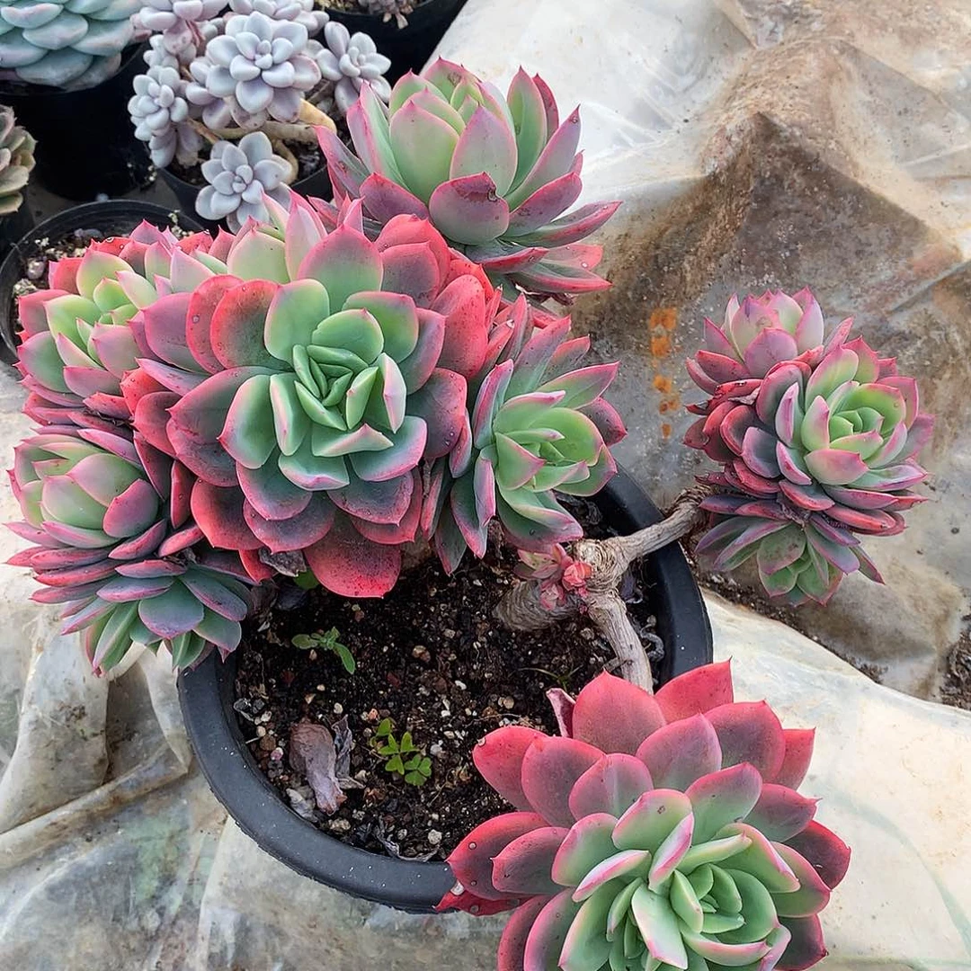 绮罗仙子瑕疵不售后