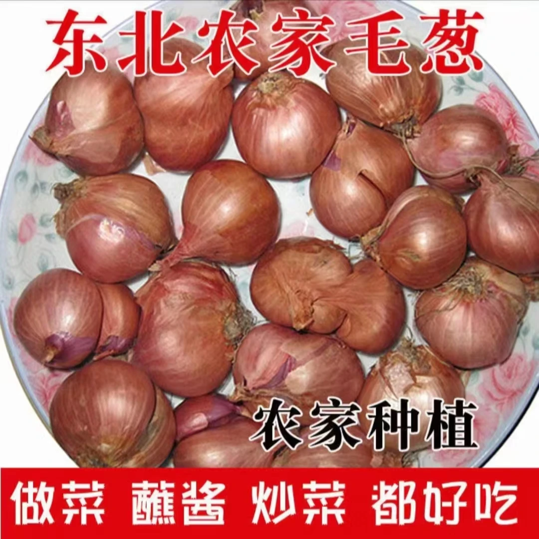 东北毛葱小毛葱干葱头小洋葱蘸酱菜新鲜发货
