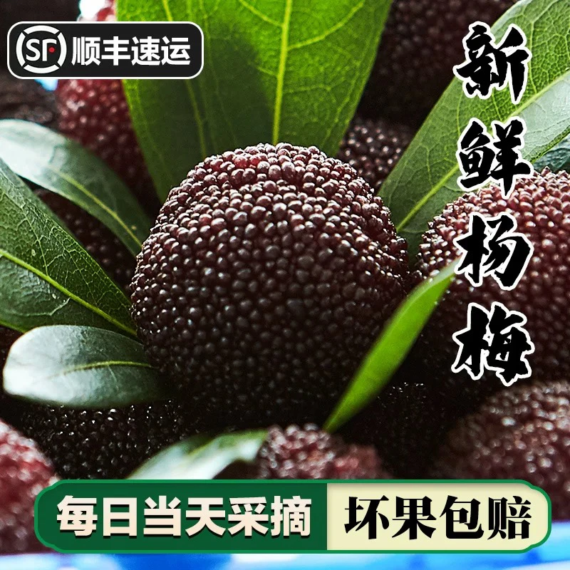 潮汕大黑杨梅大黑大杨梅甜梅4斤顺丰快递