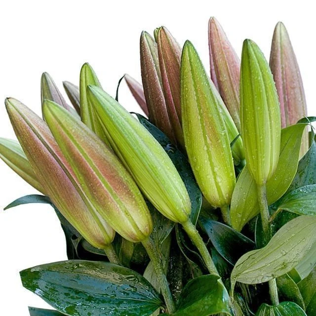 【罗宾百合】云南昆明基地直发香水百合水养鲜花家用插花