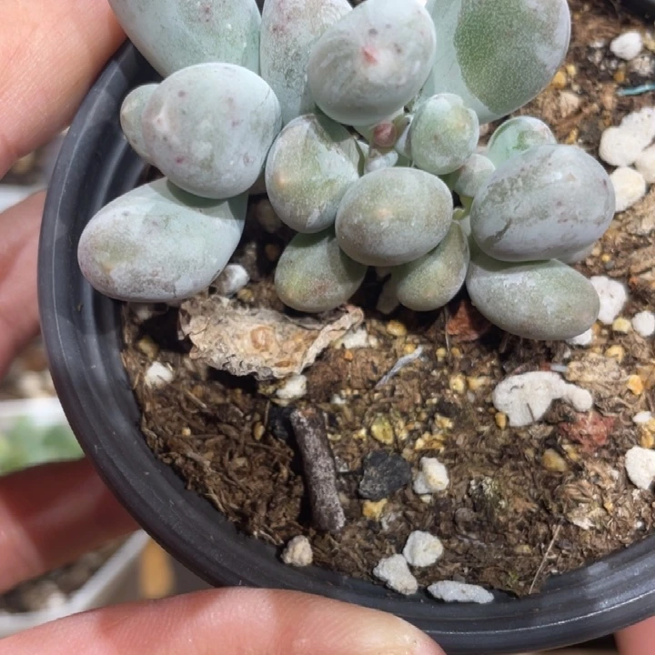 245号米可奶3头群啊啊啊