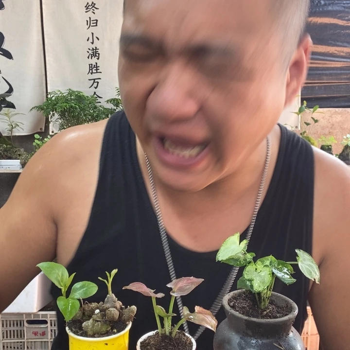无花朵退款拉黑拉黑17