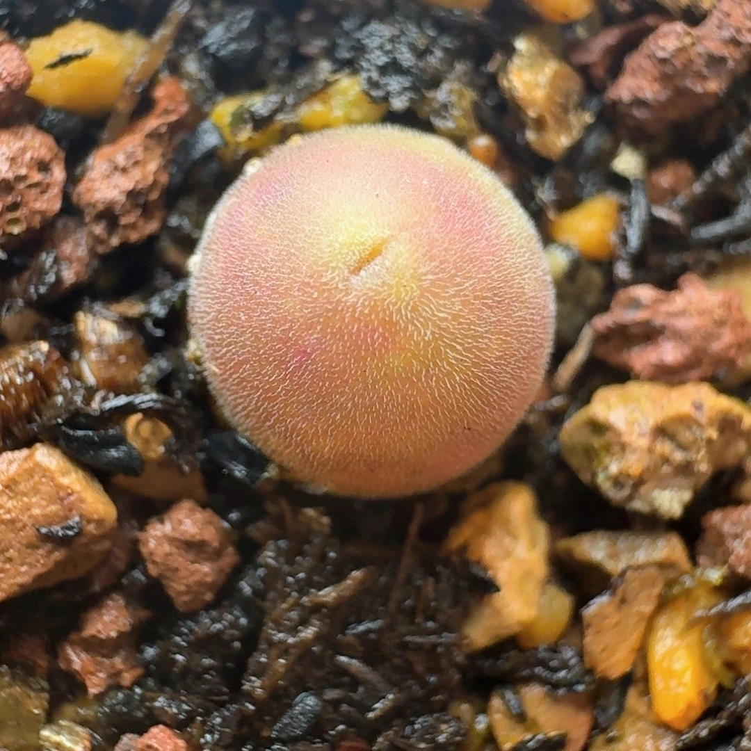 321宝辉一颗脱土发货尺寸0.7左右