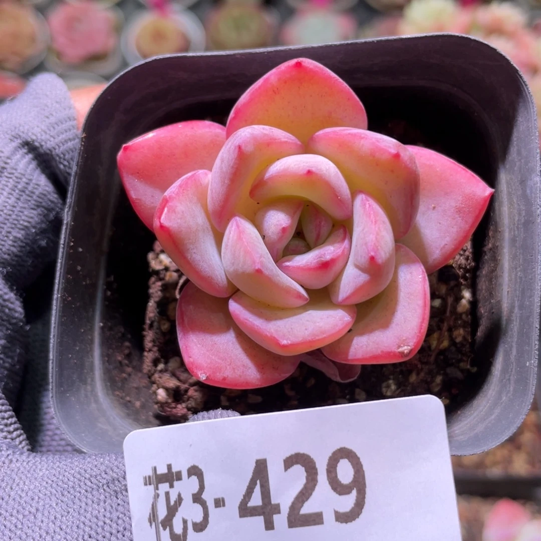 花利美3-429草莓泡芙