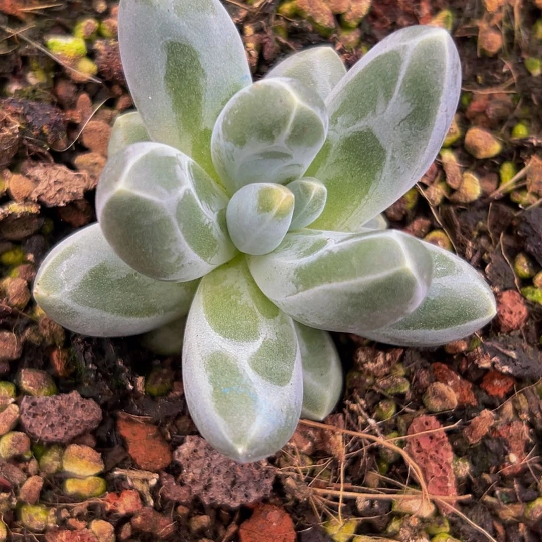 美人系列多肉植物