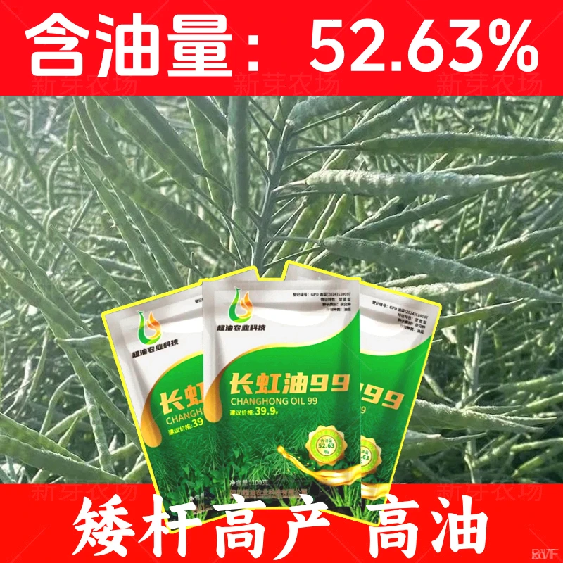 正品长虹油99新种油菜种子油菜籽矮杆原装杂交早熟种高产黑油菜子