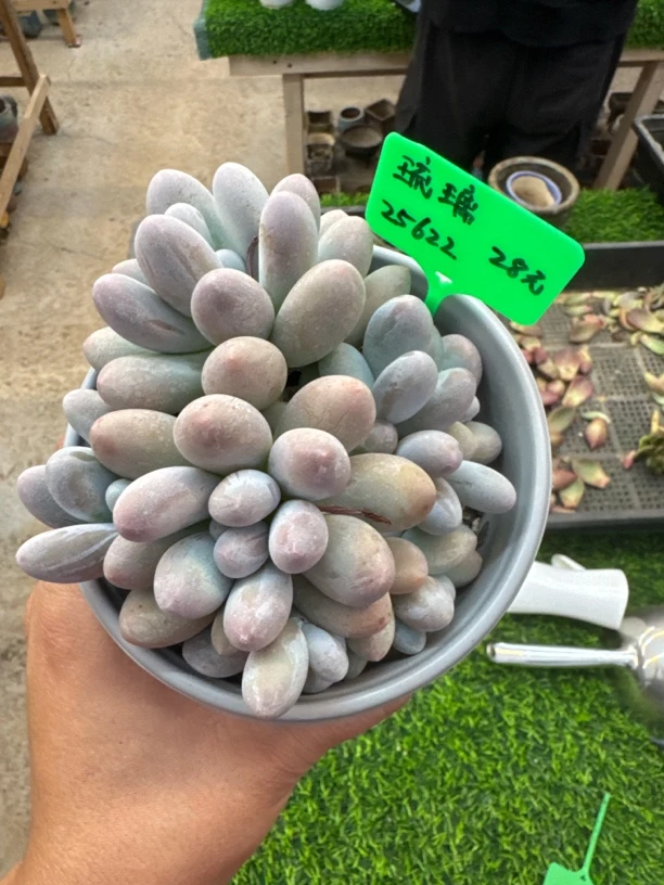 琉璃，多肉植物，汤圆