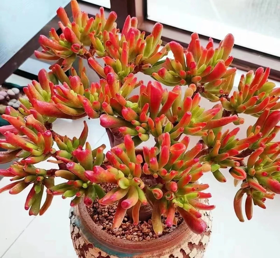 Y大老桩吸财树【元旦迎新年宵纳福】多肉植物 带盆带土发货