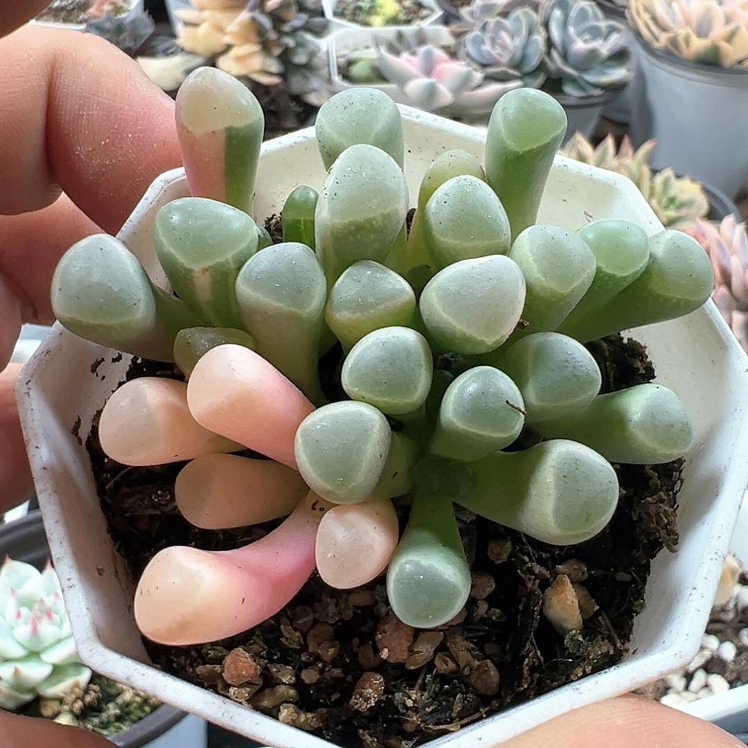 五十铃玉锦 小方花圃一物一拍