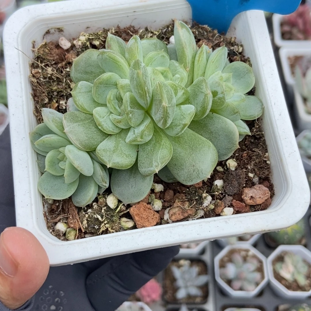899白恋多肉植物多肉