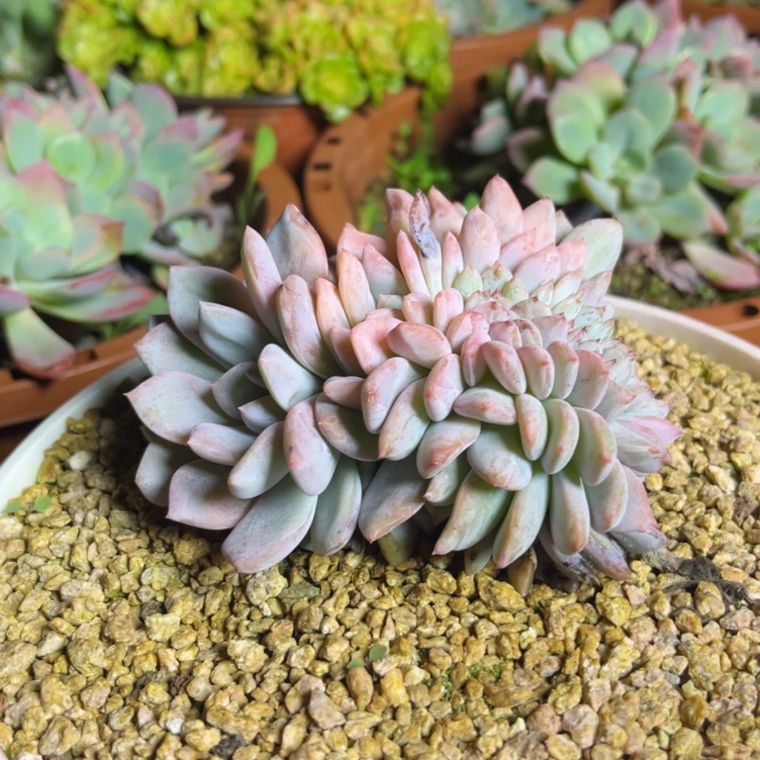 117星影缀 满36包邮发货