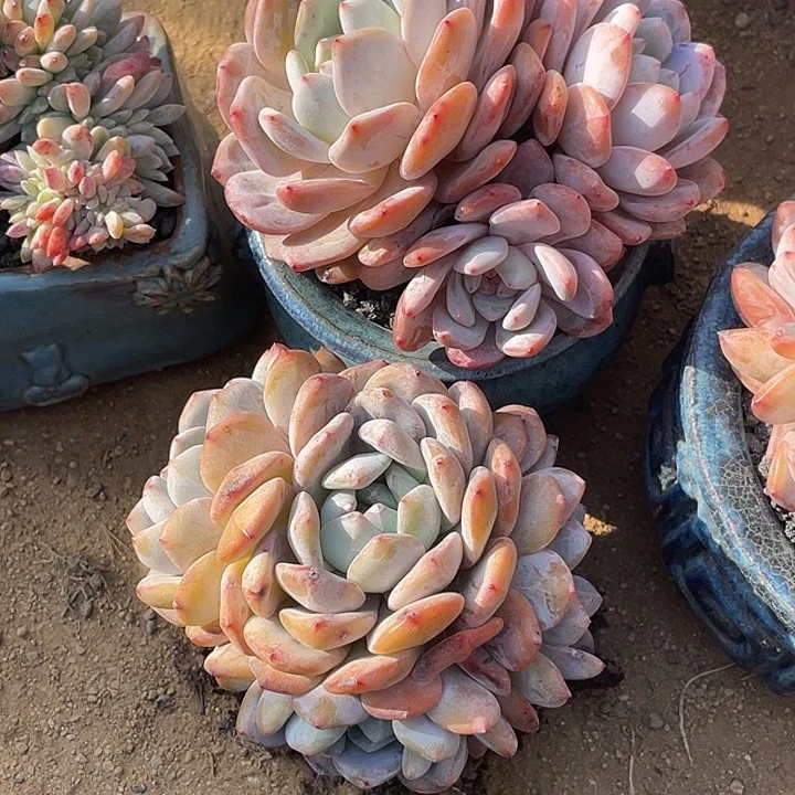 多肉植物多肉植物