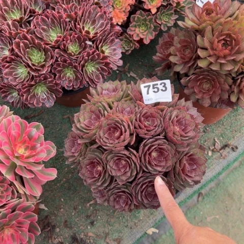 武***姐753桃花石朵朵多肉，