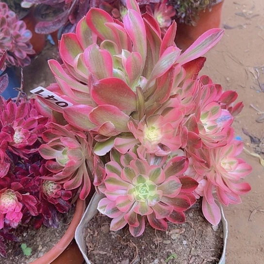 虫*多肉植物十个粉女巫