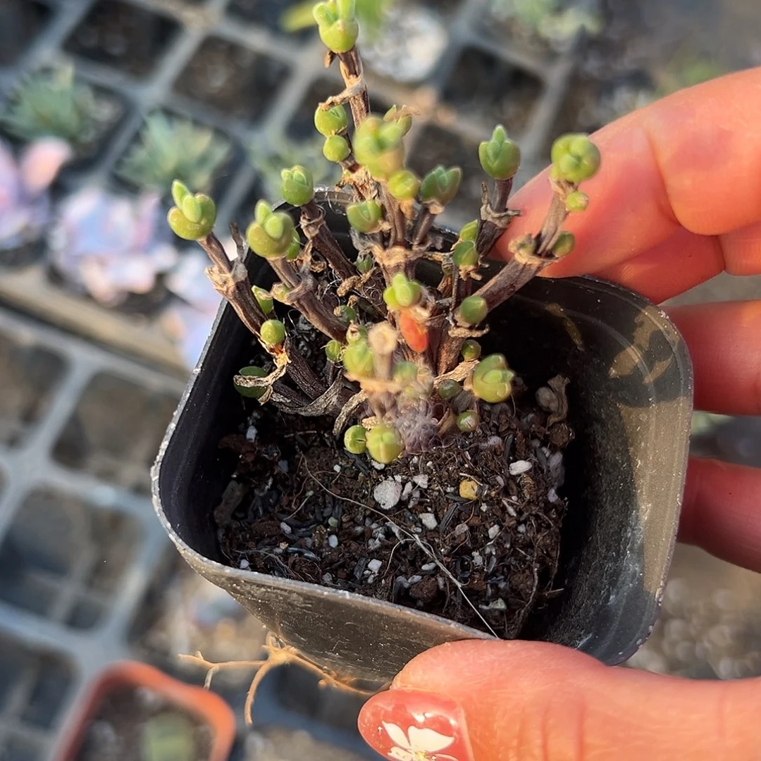 多肉植物兔儿枝干