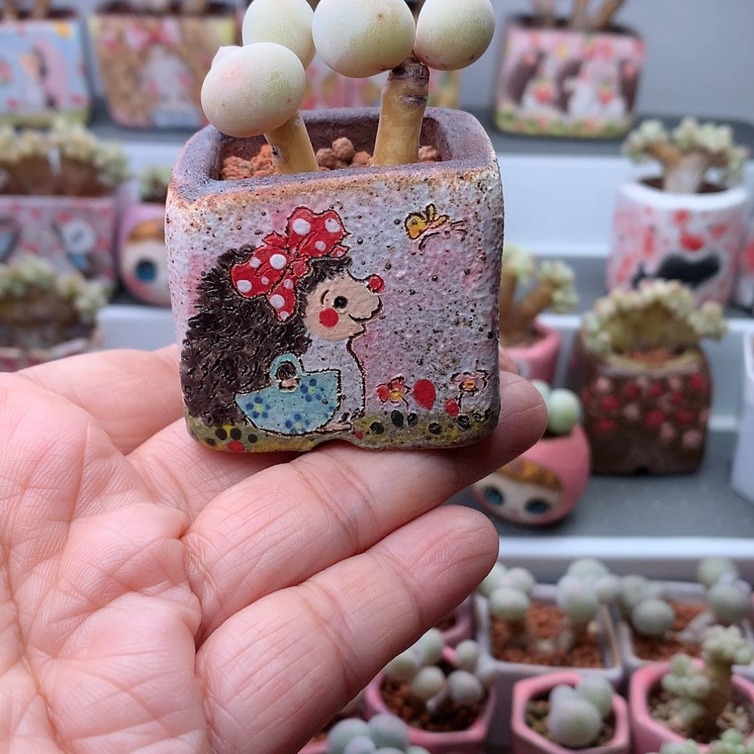 黄金鸡蛋奶酪带盆发货