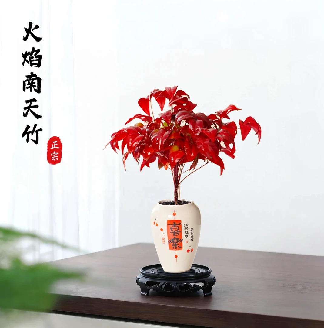 火焰南天竹盆栽耐寒耐热四季常青好养活客厅桌面禅意绿植